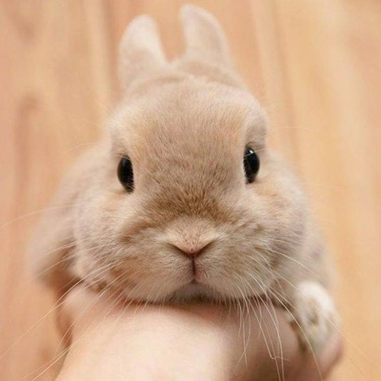 可爱动物头像：荷兰兔系列
超萌宠物
