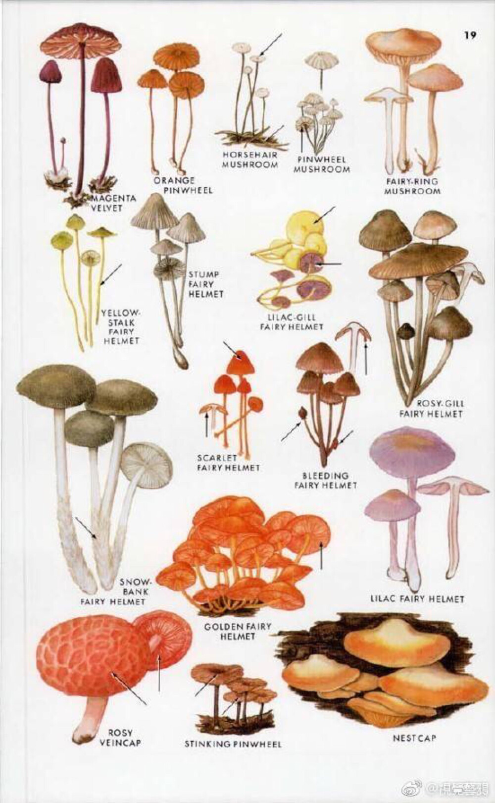 复古插画 蘑菇图 可爱蘑菇