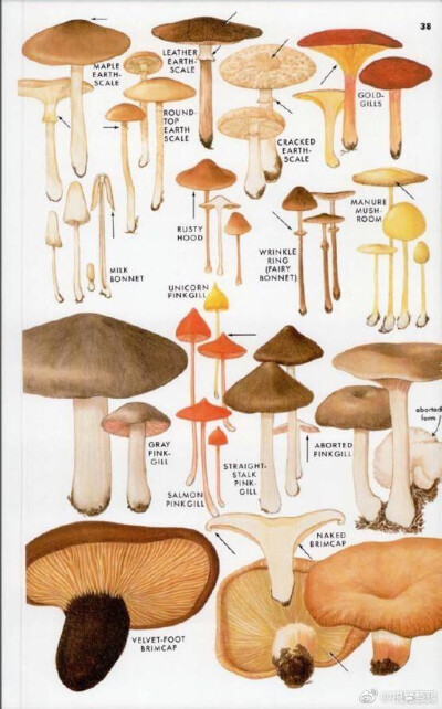 复古插画 蘑菇图 可爱蘑菇