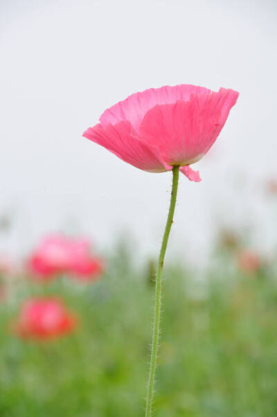 春花秋月何时了，往事知多少