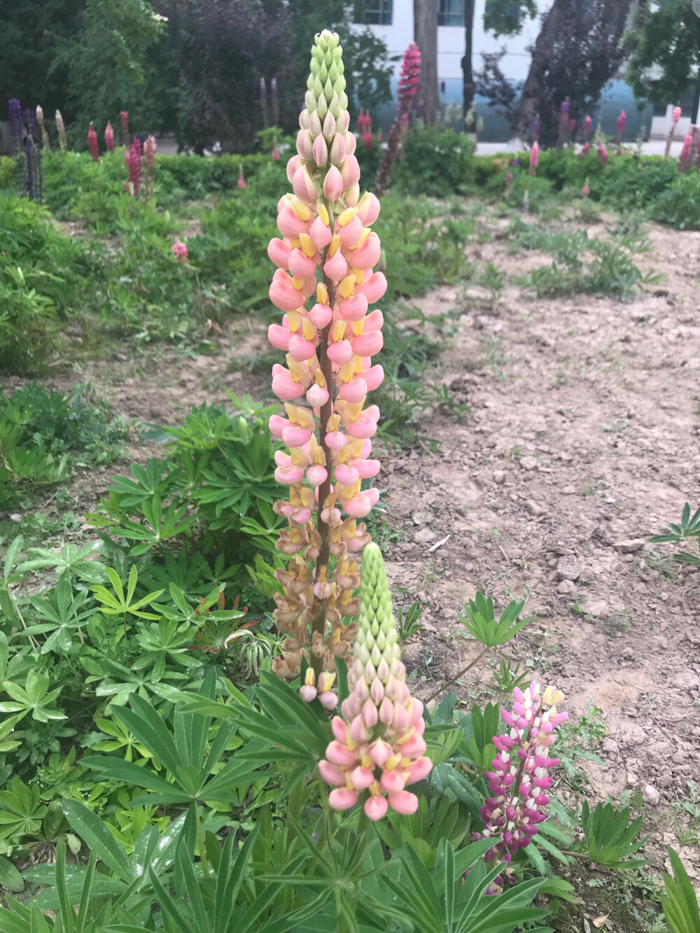 鲁冰花 羽扇豆