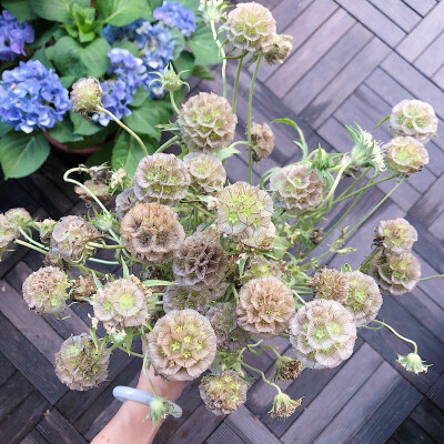 风车果