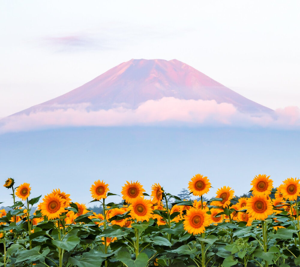 富士山