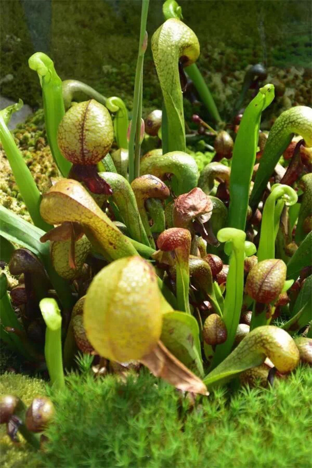 眼镜蛇瓶子草(Darlingtonia californica)
