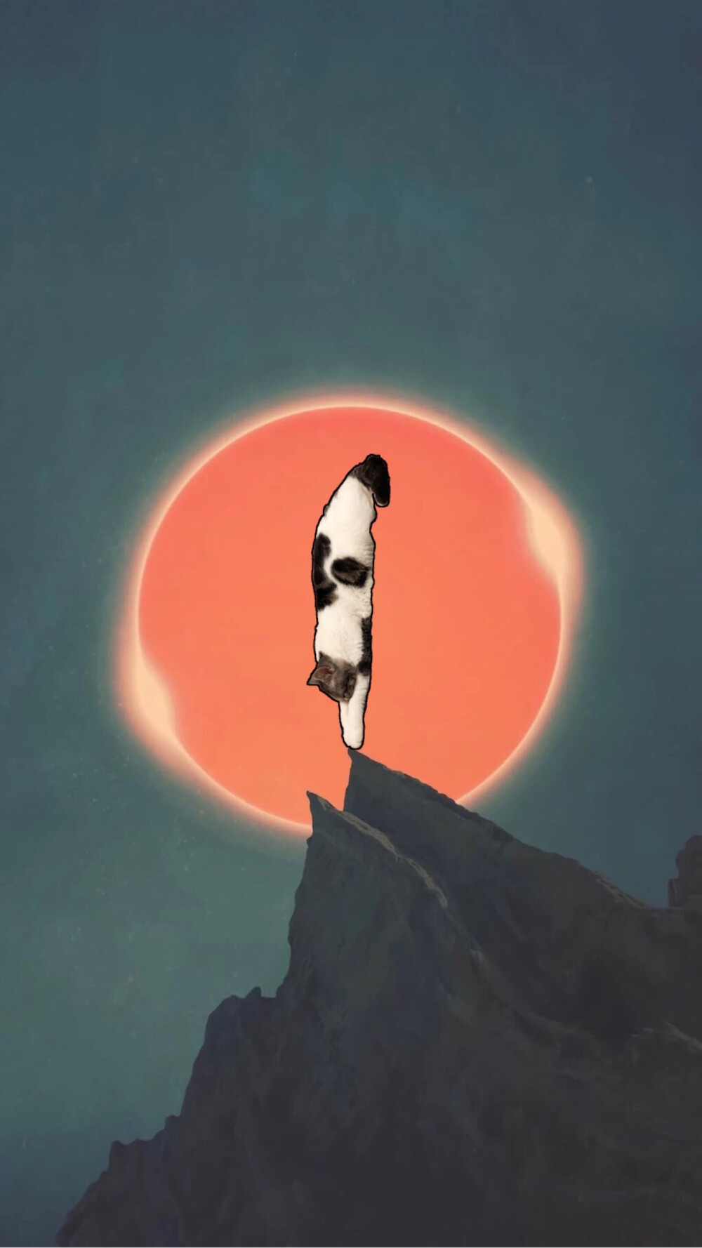 奇奇怪怪的猫 - 堆糖,美图壁纸兴趣社区