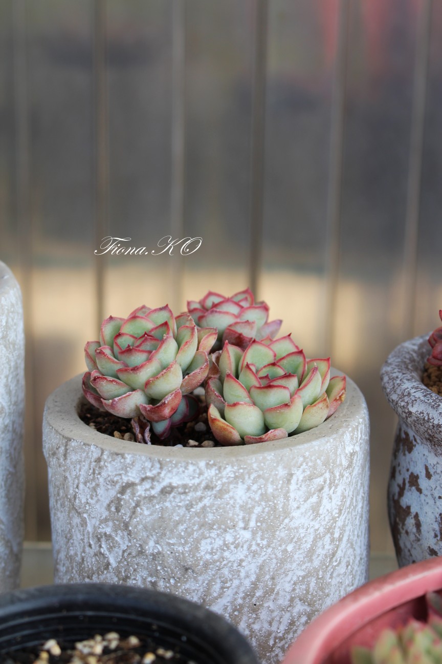 {慈禧}/多肉植物/盆栽/