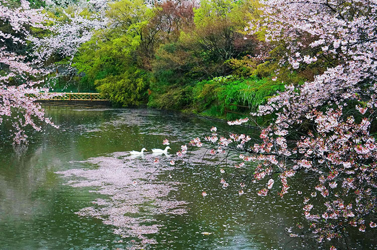 日本樱花-看花去哪里旅游最好