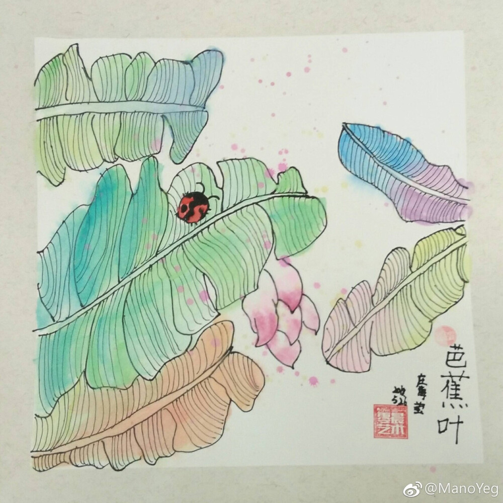 芭蕉叶上的七星瓢虫