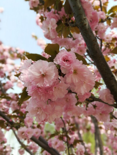 樱花季