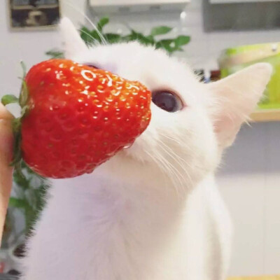 猫咪 草莓
