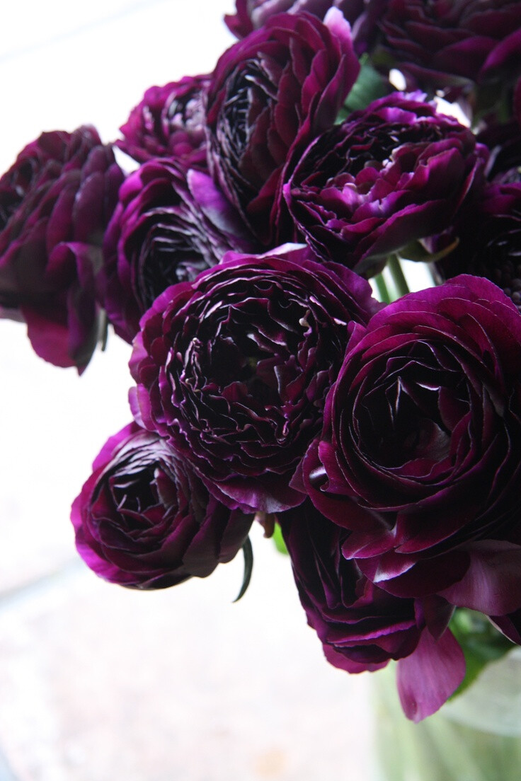 ranunculus Black pearl