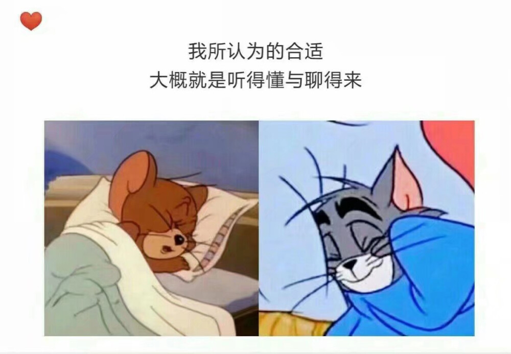 猫和老鼠