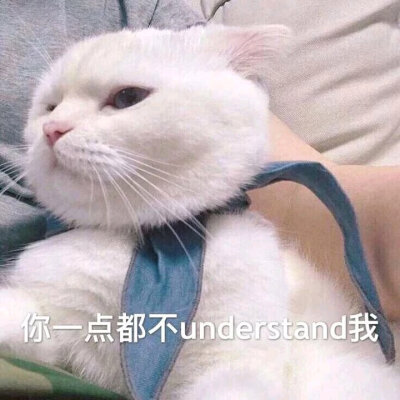 猫，表情包