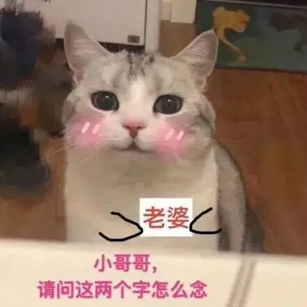 猫咪表情ฅ