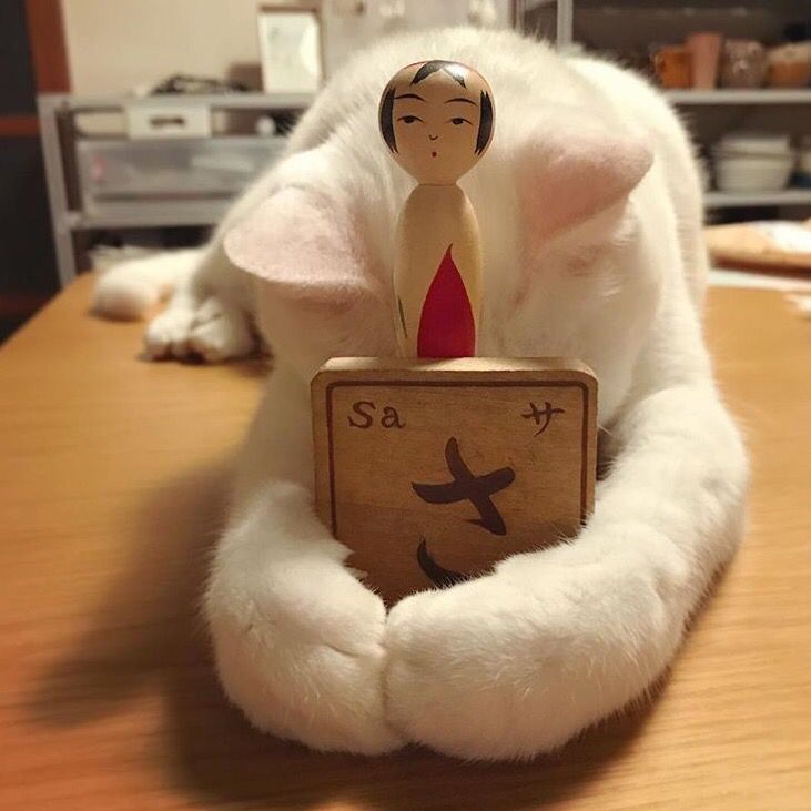 Daisy妤故の猫 小奶猫 可爱 猫星人