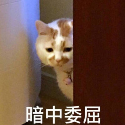 表情包