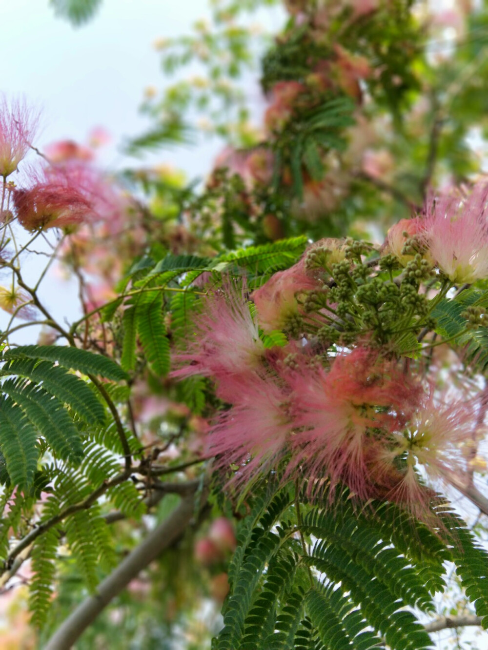 榕树花？