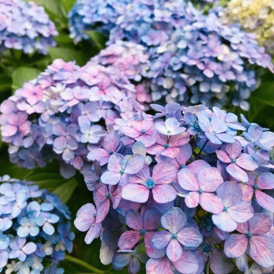 紫阳花