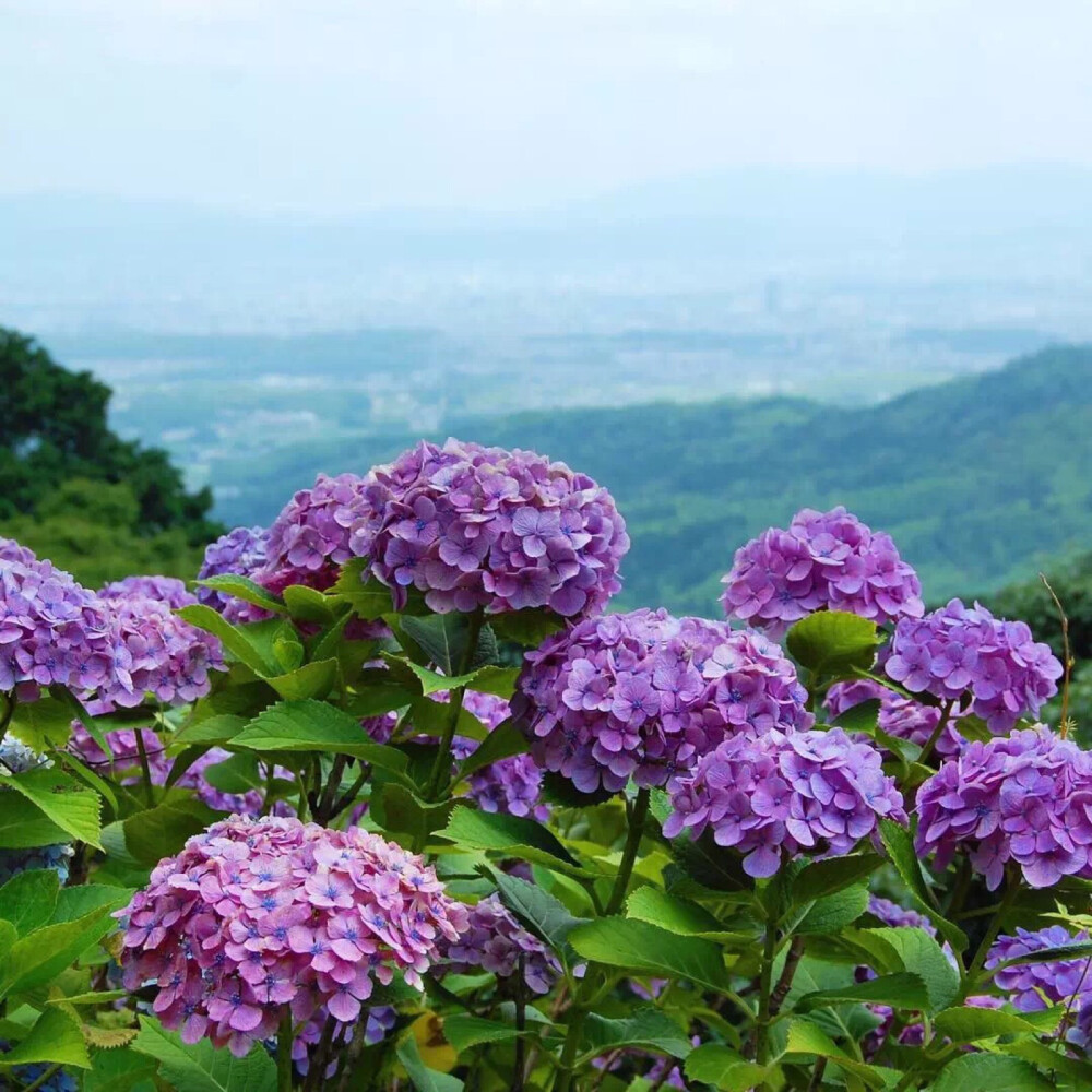 紫阳花