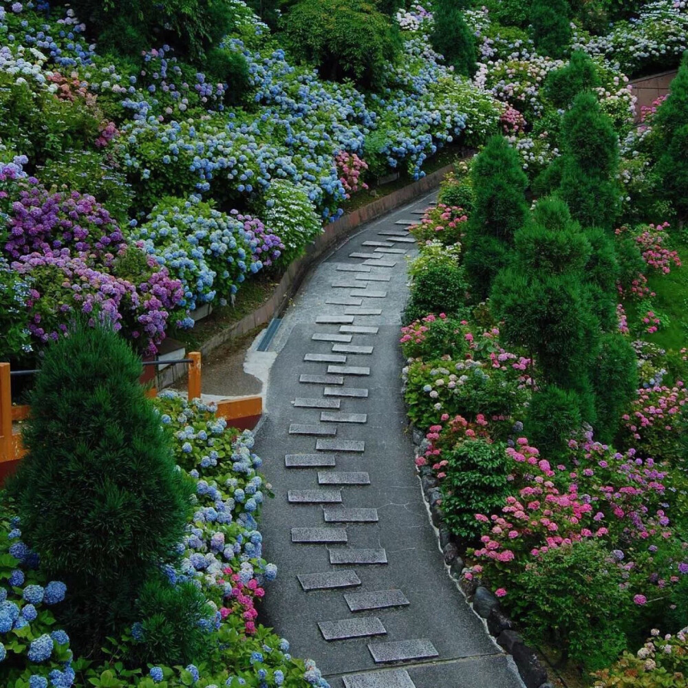 紫阳花