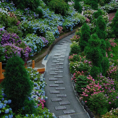 紫阳花