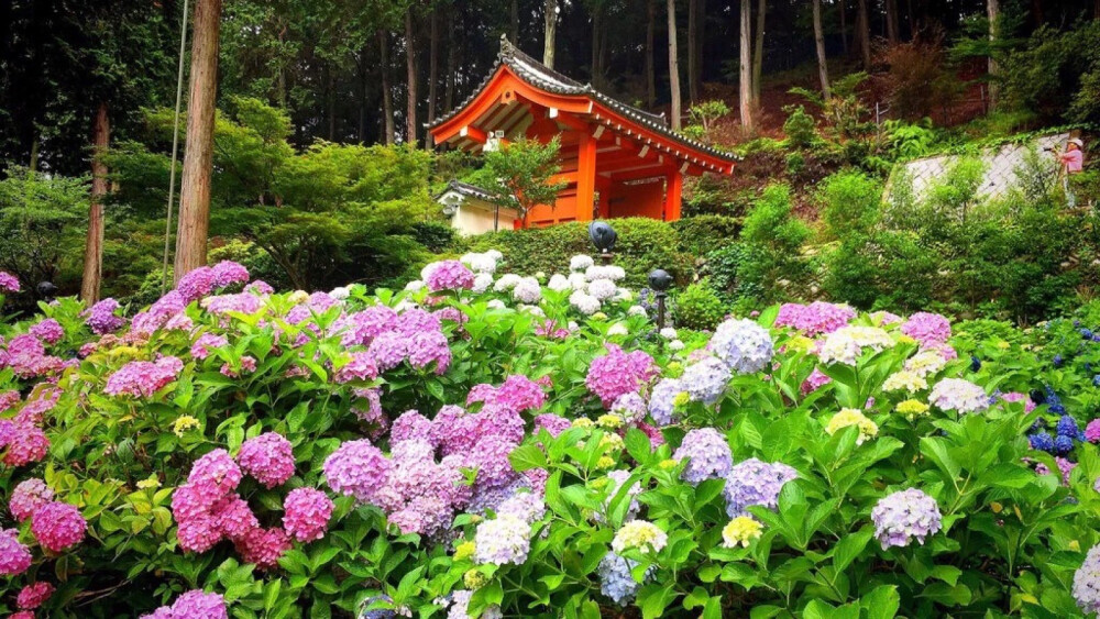 紫阳花