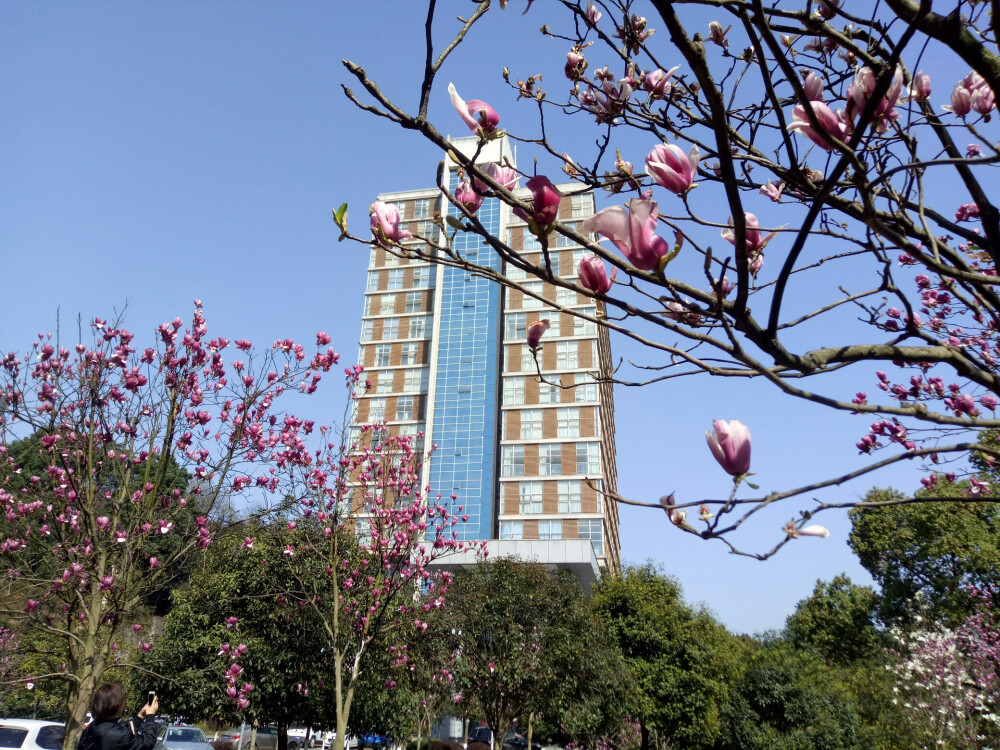 西南大学，玉兰盛开