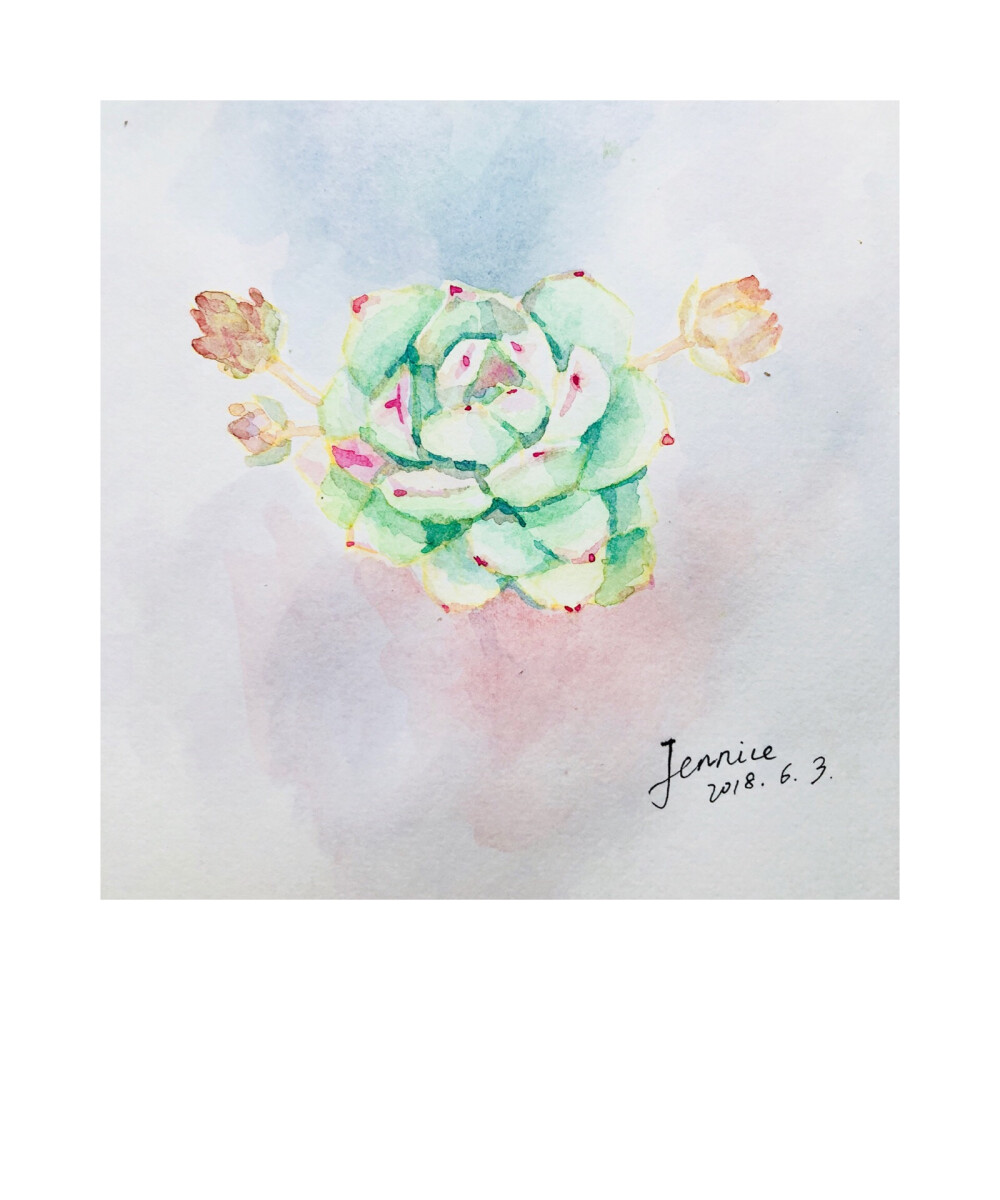 多肉水彩手绘