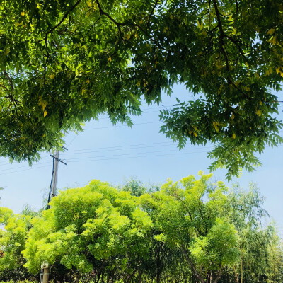 手拍风景 树叶 绿色背景图 