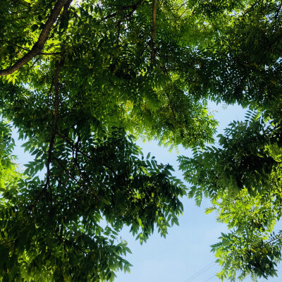 手拍风景 树叶 绿色背景图 