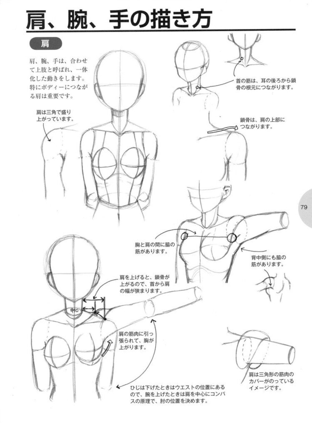 漫画身体结构