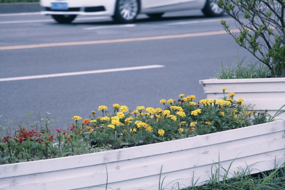 路上的花