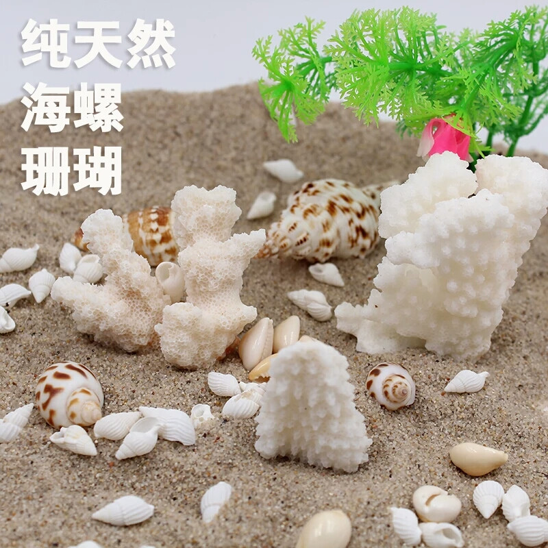 天然大贝壳海螺海星珊瑚工艺品地中海装饰品道具鱼缸造景贝壳摆件