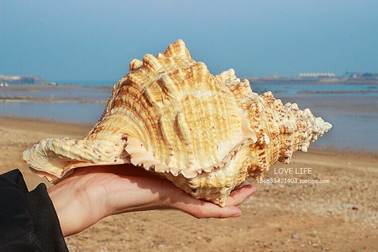 天然大贝壳海螺海星珊瑚工艺品地中海装饰品道具鱼缸造景贝壳摆件