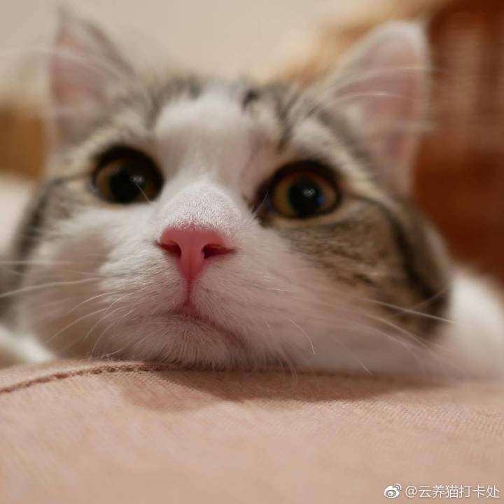 喵喵喵 猫咪 猫奴 铲屎官 吸猫 云养猫 萌 软萌 小可爱 超萌 爱宠 宠物 萌宠 肥橘 大橘为重 喵星人