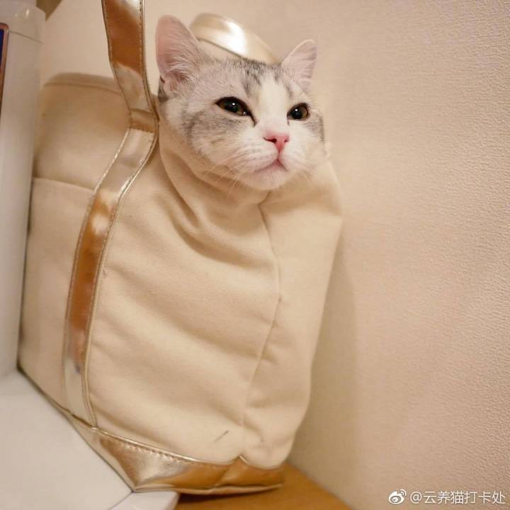 喵喵喵 猫咪 猫奴 铲屎官 吸猫 云养猫 萌 软萌 小可爱 超萌 爱宠 宠物 萌宠 肥橘 大橘为重 喵星人