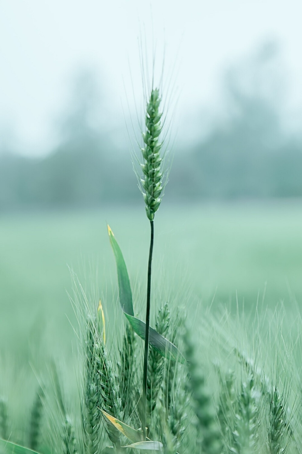 #植物# #摄影# #绿色#