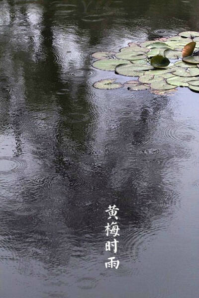 【中国节气：芒种】黄梅时雨，莲荷幽栖。伯劳始鸣，饯送花神。暑微顾影，斜阳斑驳。庭下井凉，青梅煮酒，微醺香梦。《月令七十二侯集解》中说：五月节，谓有芒之种谷可稼种矣。