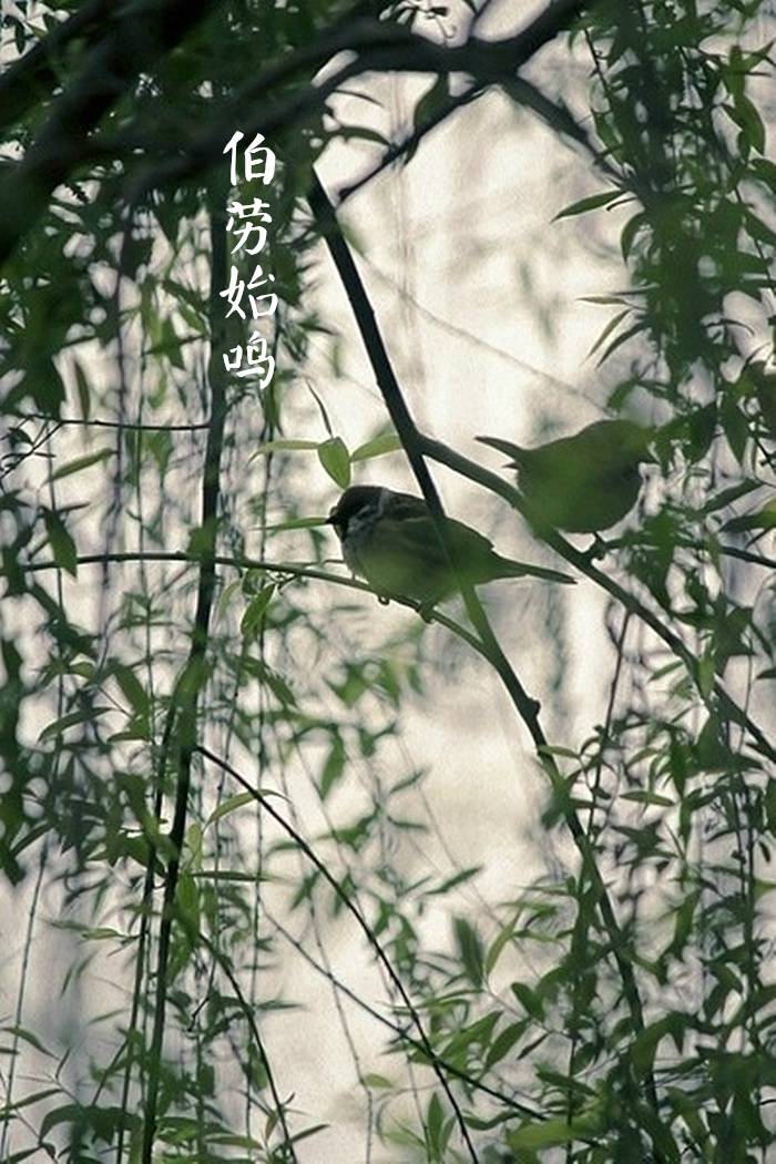 【中国节气：芒种】黄梅时雨，莲荷幽栖。伯劳始鸣，饯送花神。暑微顾影，斜阳斑驳。庭下井凉，青梅煮酒，微醺香梦。《月令七十二侯集解》中说：五月节，谓有芒之种谷可稼种矣。