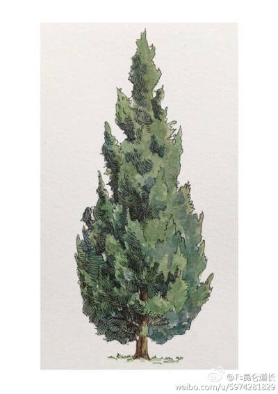 树木表现。