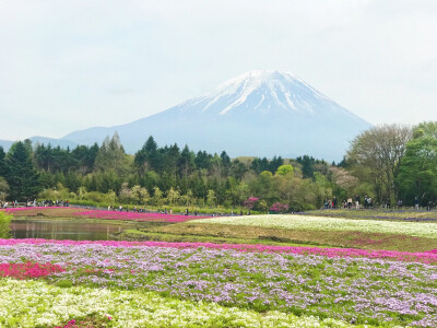 富士山芝樱祭