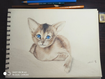 画动物，彩铅手绘猫