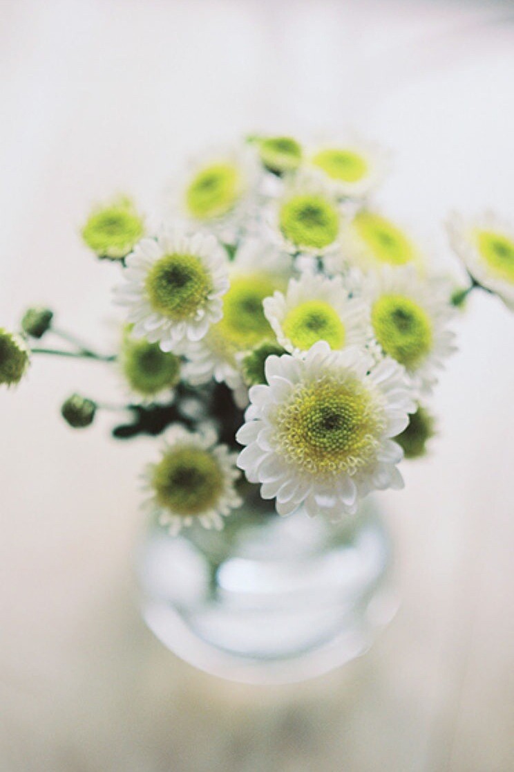 #鲜花# #装饰# #摄影#