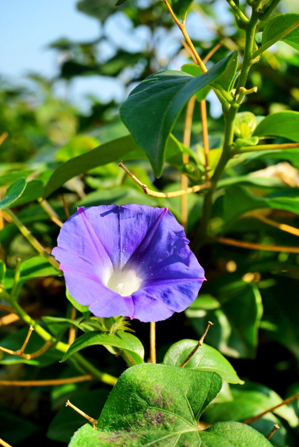 牵牛花