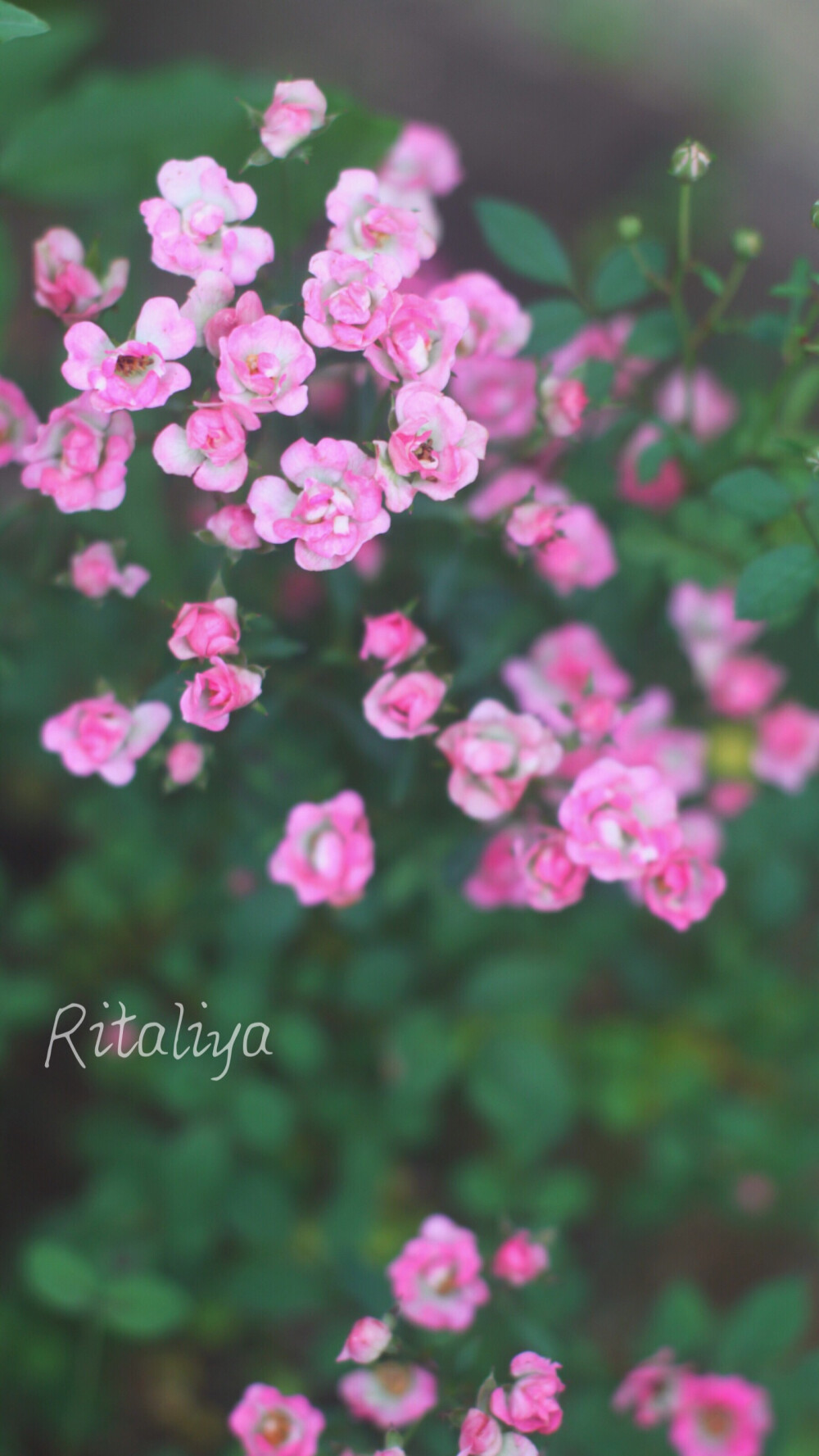 ｛.某种月季.｝花朵很小，但是花量很大。/花园/植物/花卉/ritaliya 