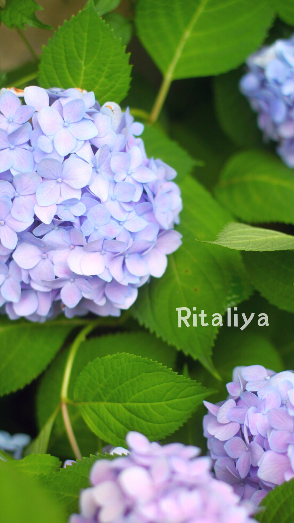 ｛.绣球花.｝调色剂用的不够，还是红色的多。/花园/植物/花卉/ritaliya 