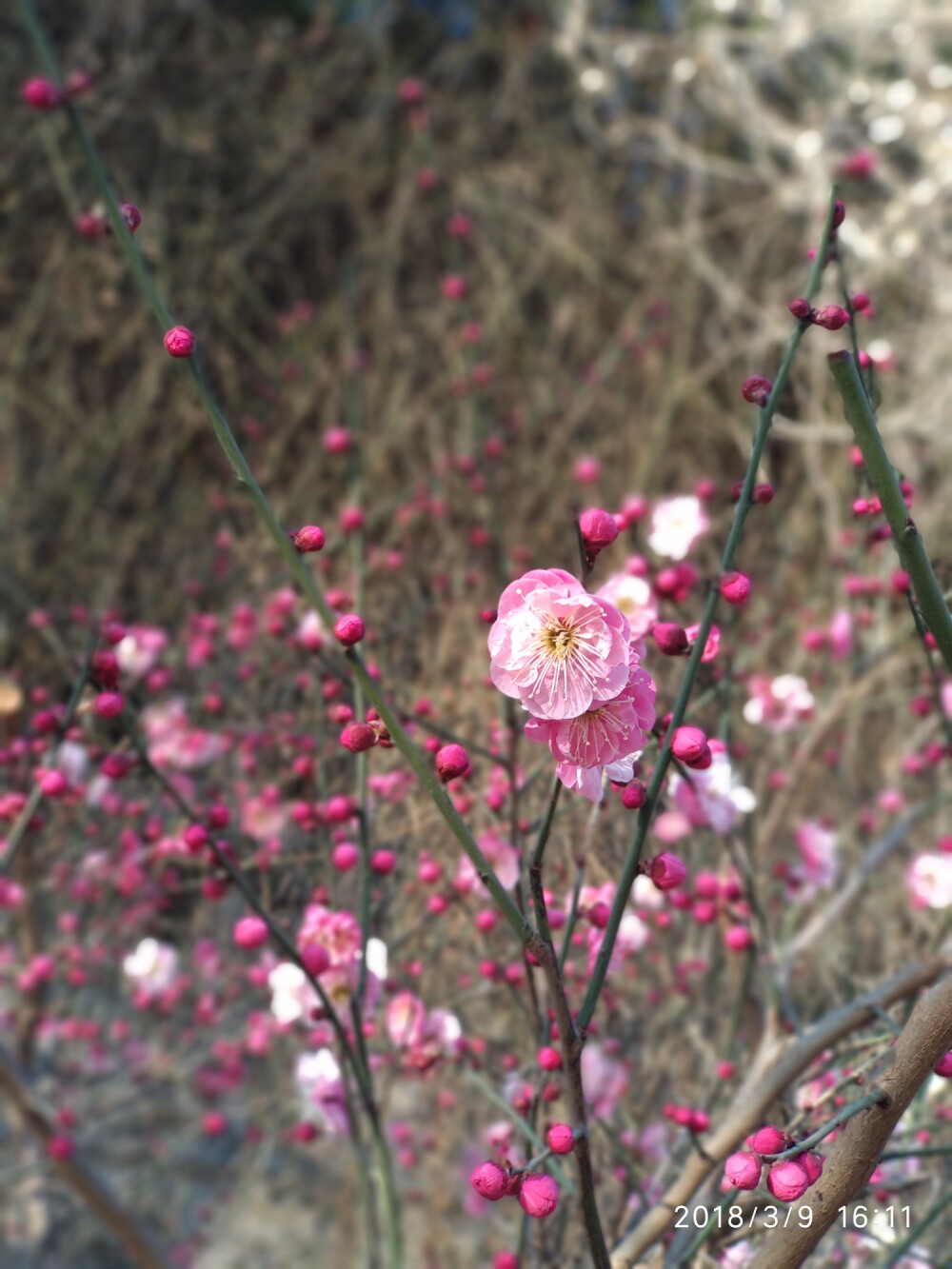 花 花 花！