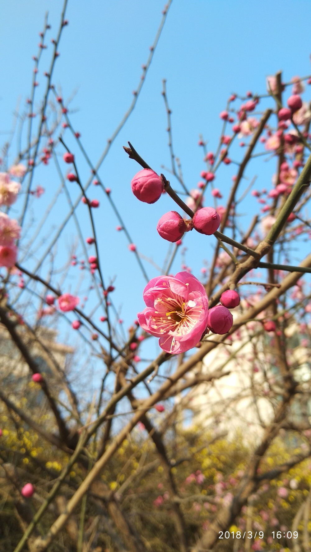 花 花 花！