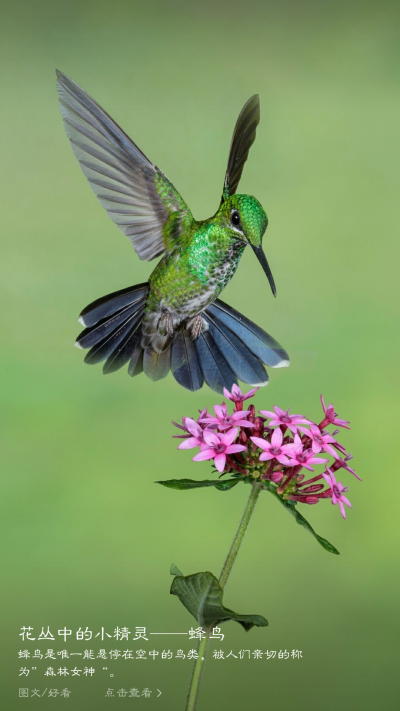 蜂鸟