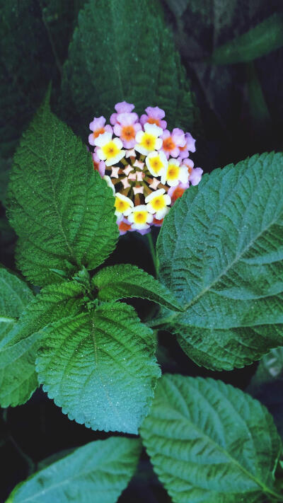 别称七姐妹、五色梅等，原产美洲热带地区，花期长，花虽小但花序大而紧密。